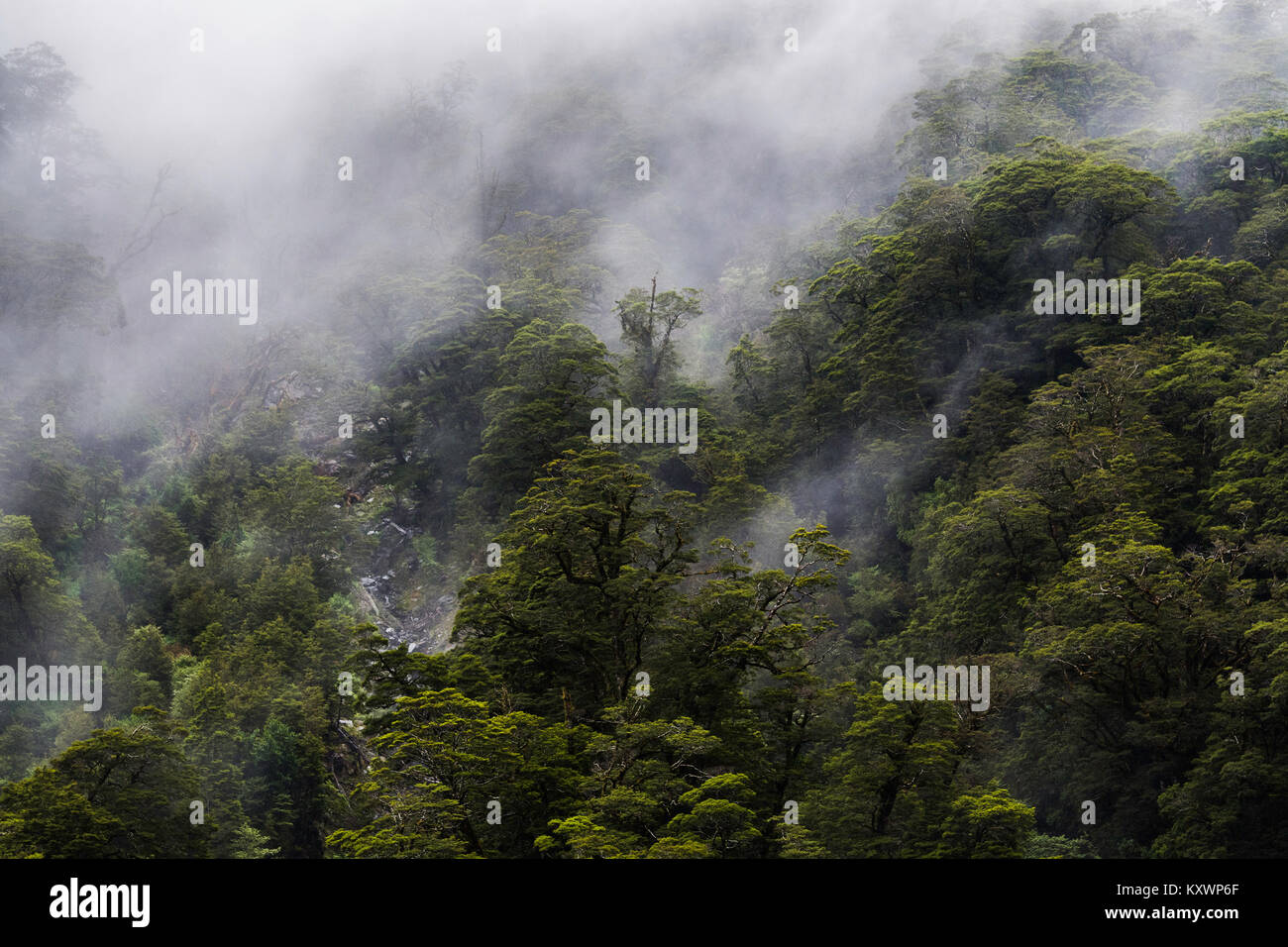 Vegetation in Haast River Valley, New Zealand Stock Photo