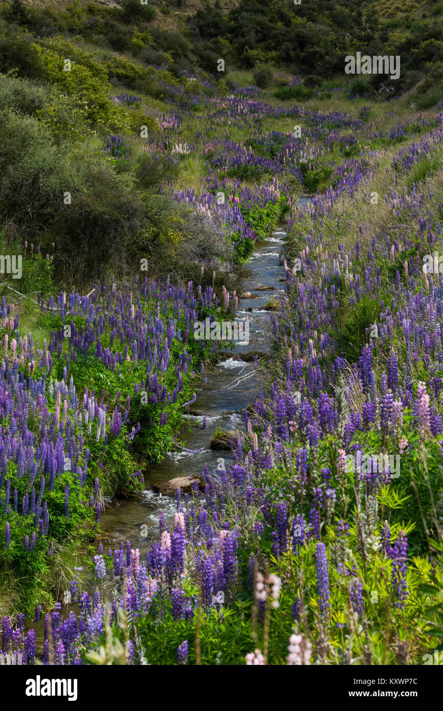 lupins in Cardrona Valley, Otago, New Zealand Stock Photo