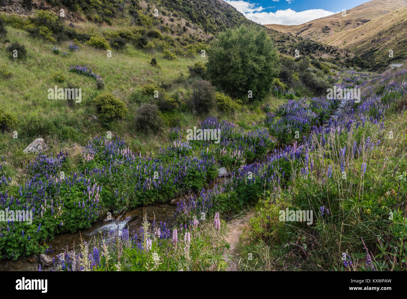 lupins in Cardrona Valley, Otago, New Zealand Stock Photo