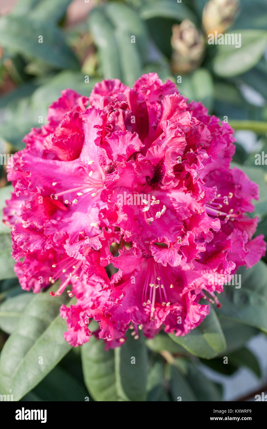Rhododendron 'Marie Fortie' Stock Photo