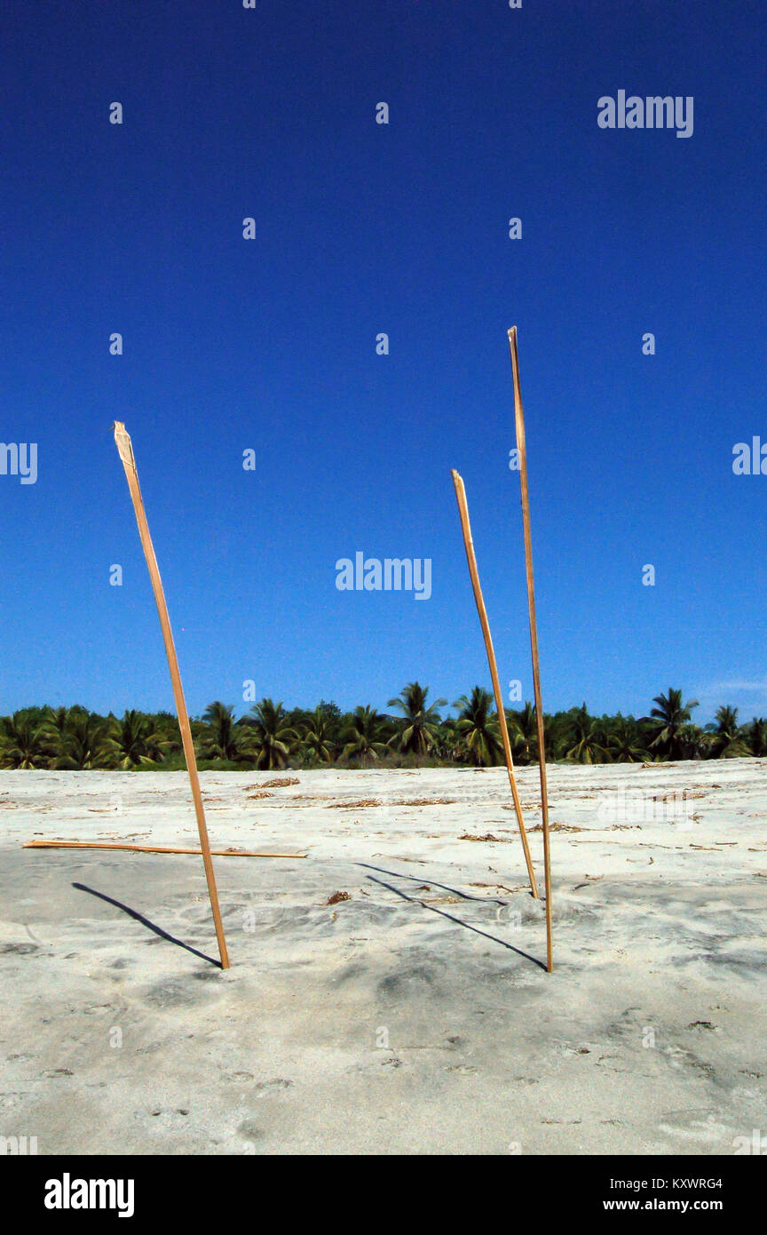 Reeds standing on the sand of an unspoiled wild beach on the Pacific coast of Mexico Stock Photo