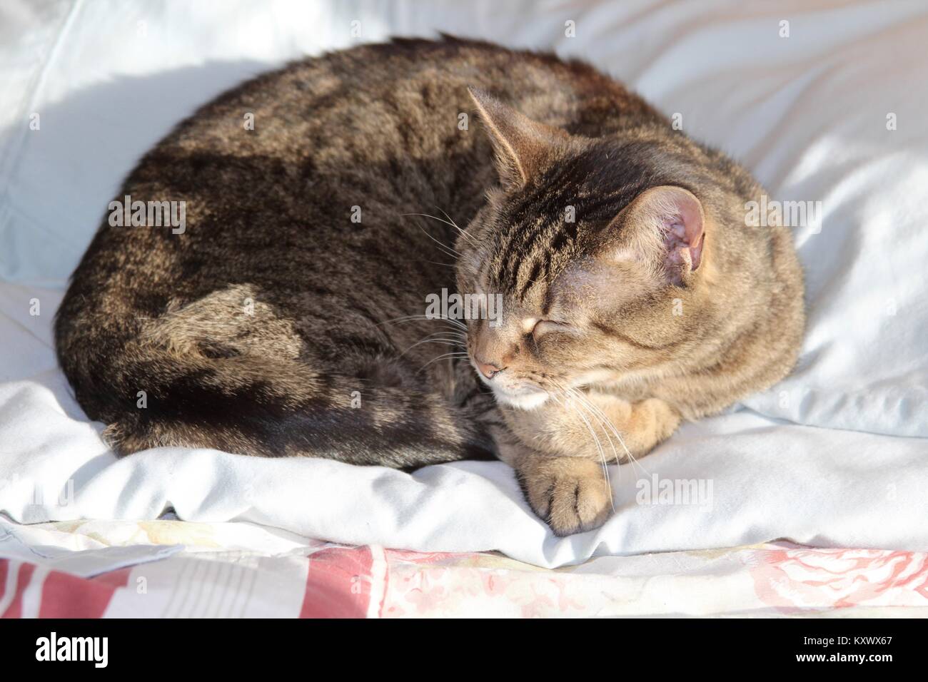 Some of the animals and the things around the house on a cold winter day in January. Stock Photo