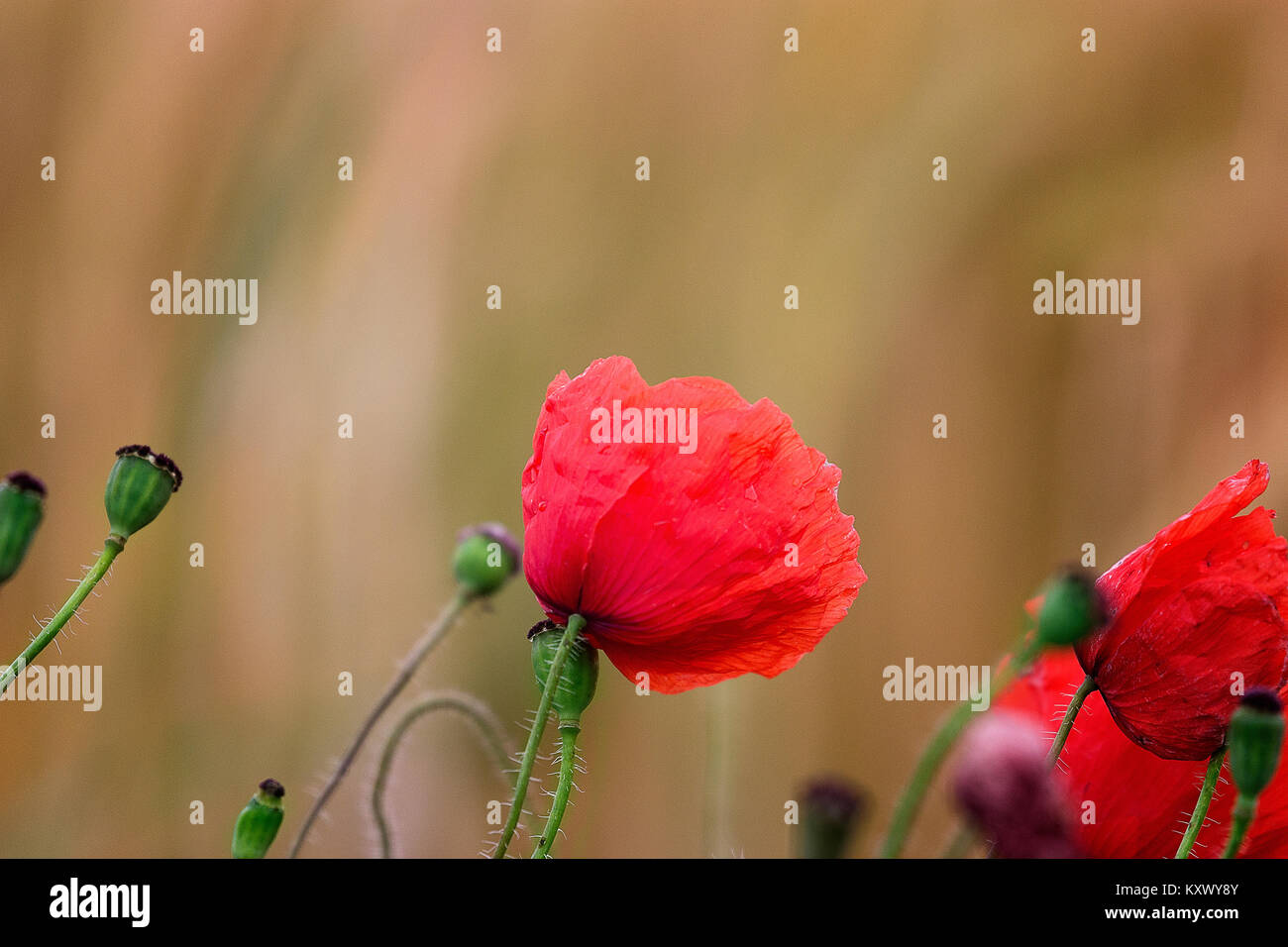 Remembrance day poppy vector hi-res stock photography and images - Alamy