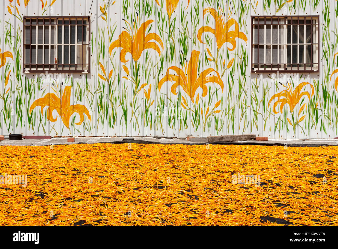 Dried edible orange daylily (Hemerocallis sp.), aka golden needles, flowers bud drying process in the sun, wall painted house on background, Taiwan Stock Photo