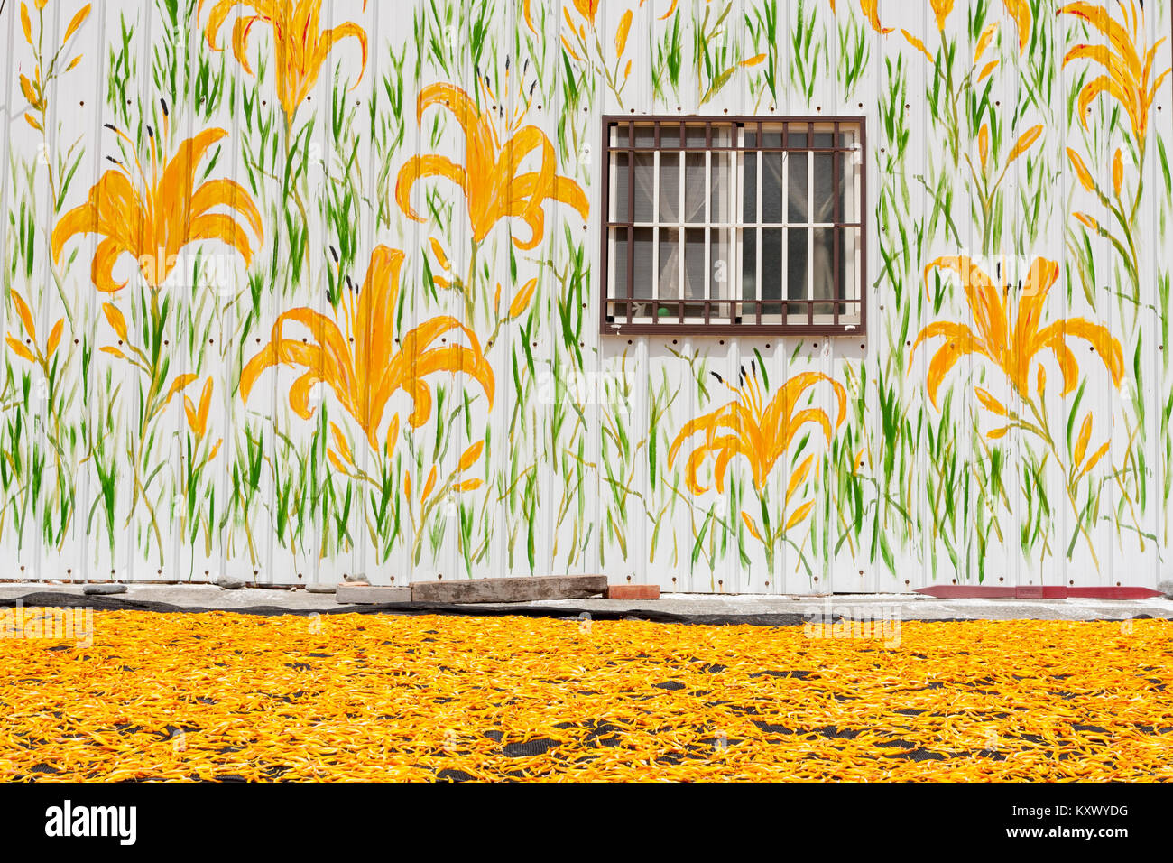 Dried edible orange daylily (Hemerocallis sp.), aka golden needles