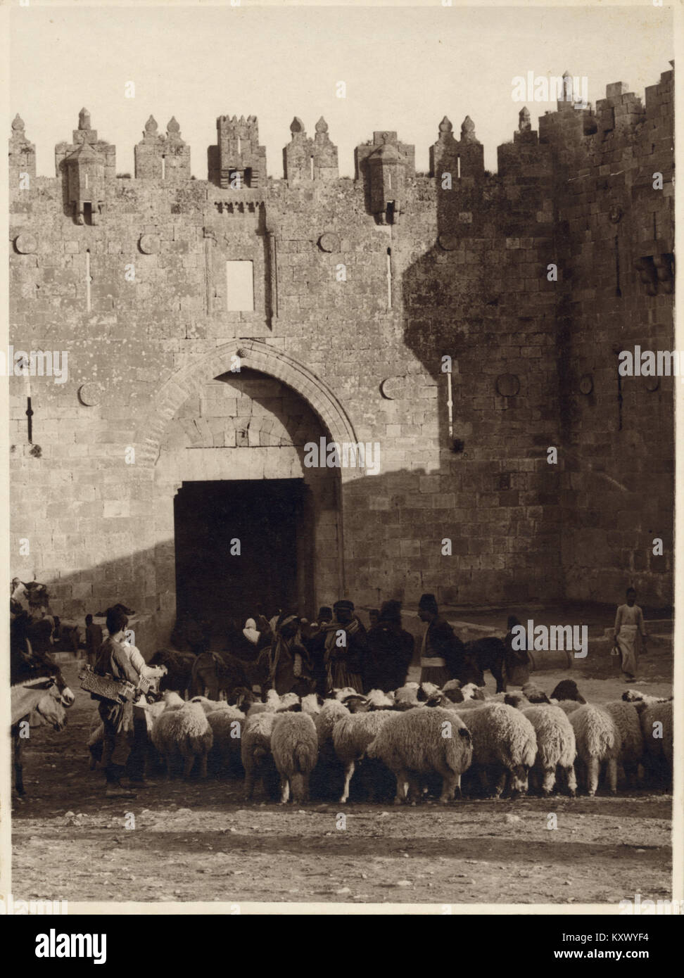 Flocking Sheep Before the Jerusalem Damascus Gate Stock Photo