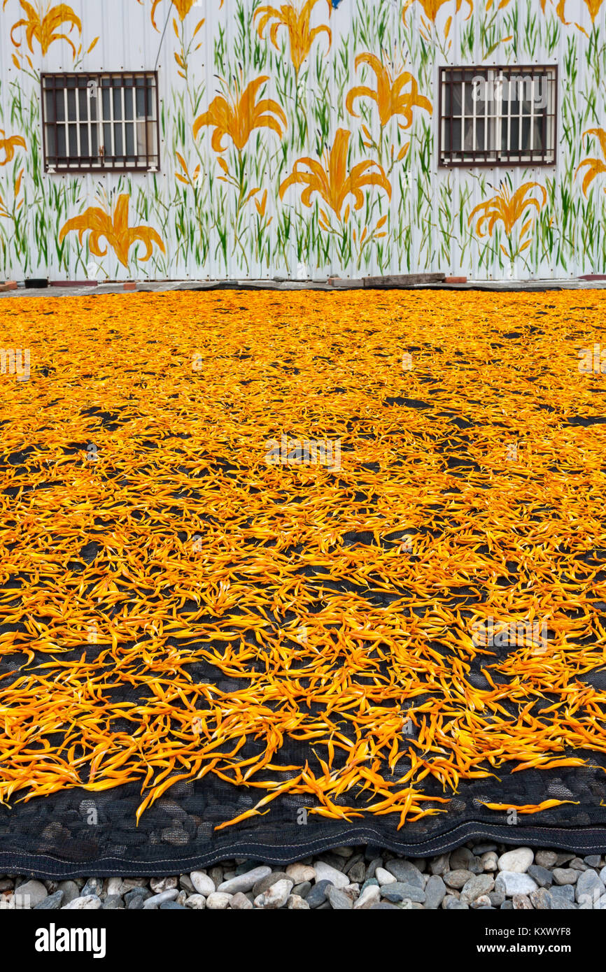 Dried edible orange daylily (Hemerocallis sp.), aka golden needles, flowers bud drying process in the sun, wall painted house on background, Taiwan Stock Photo