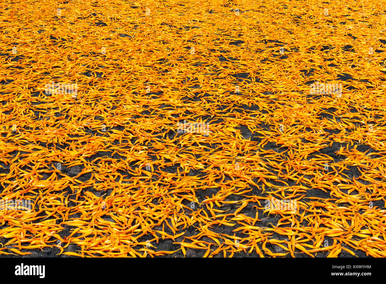 Dried edible orange daylily (Hemerocallis sp.), aka golden needles, flowers bud drying process in the sun, Chikeshang, Yuli, Hualien County, Taiwan Stock Photo