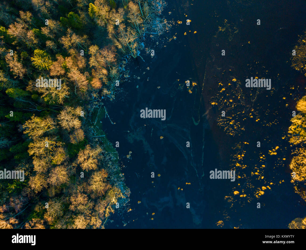 Top view pine forest aerial hi-res stock photography and images - Alamy