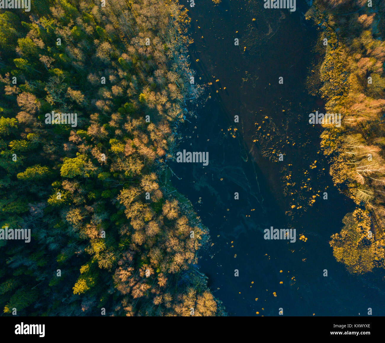 Aerial view lake pine forest hi-res stock photography and images - Alamy