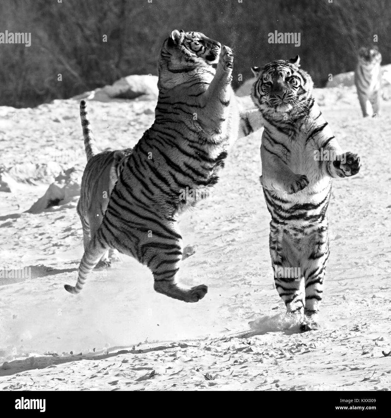 Fighting Siberian tigers in the tiger conservation park in Hailin ...