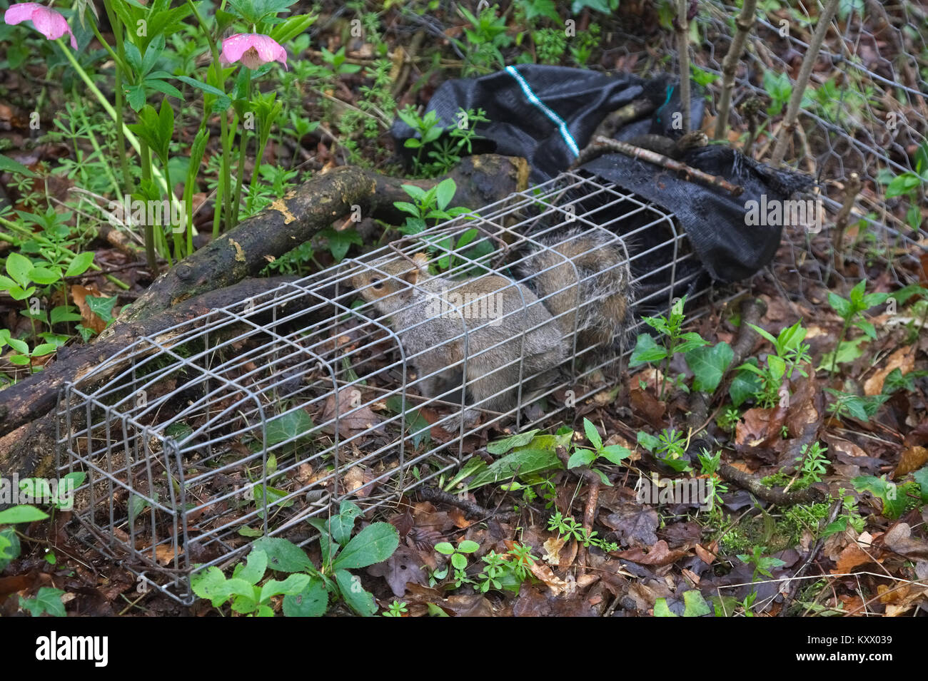 Grey Squirrel caught in a Humane Squirrel Trap Sciurus Carolinensis Surrey  UK Stock Photo - Alamy