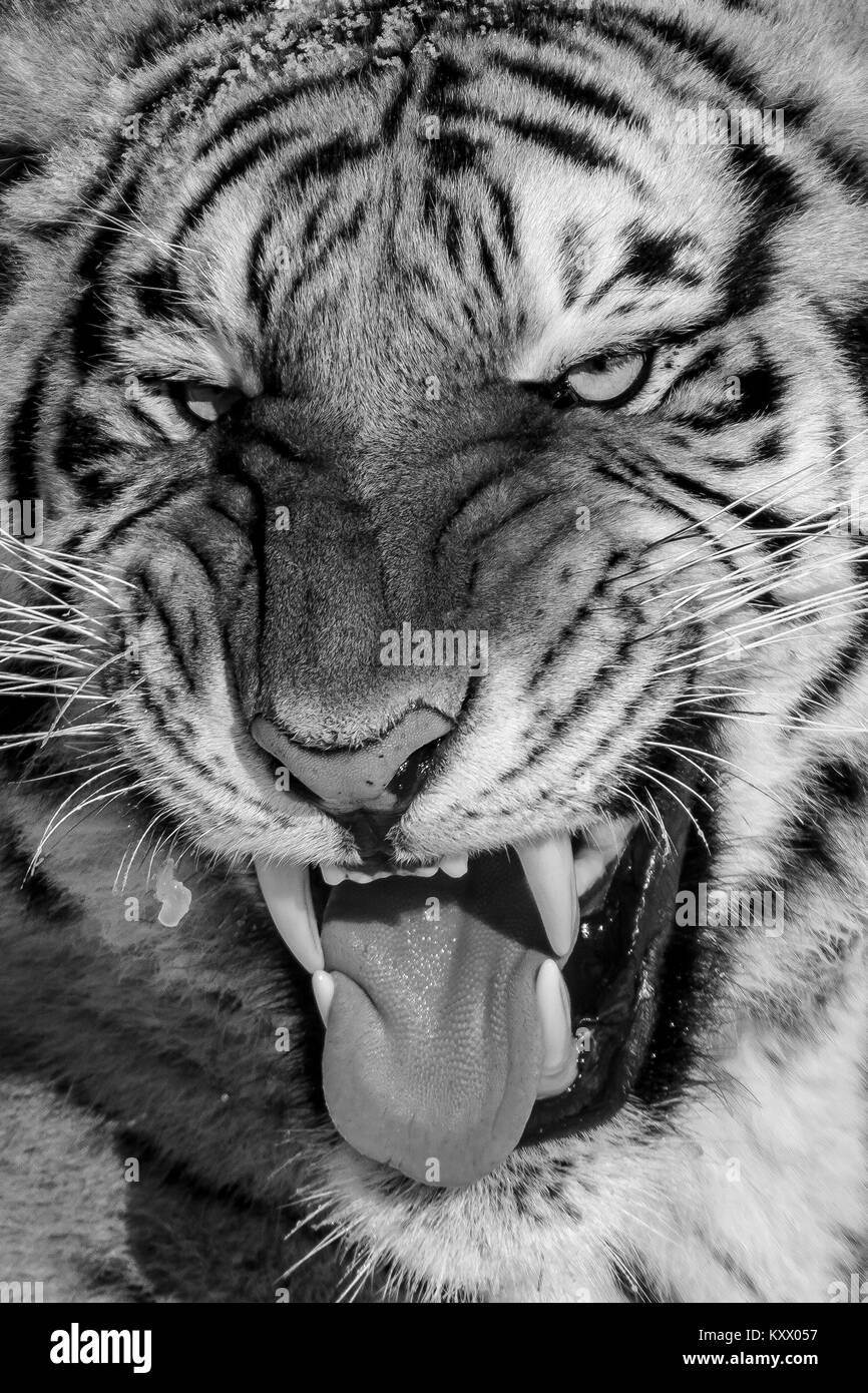 Angry Siberian tiger in the tiger conservation park in Hailin, Heilongjiang  province, North East China Stock Photo - Alamy, image size:866x1390