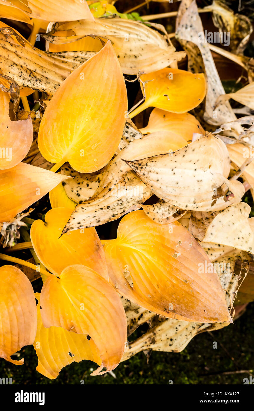 Hosta leaves turn golden yellow in autumn in UK already starting to decay Stock Photo