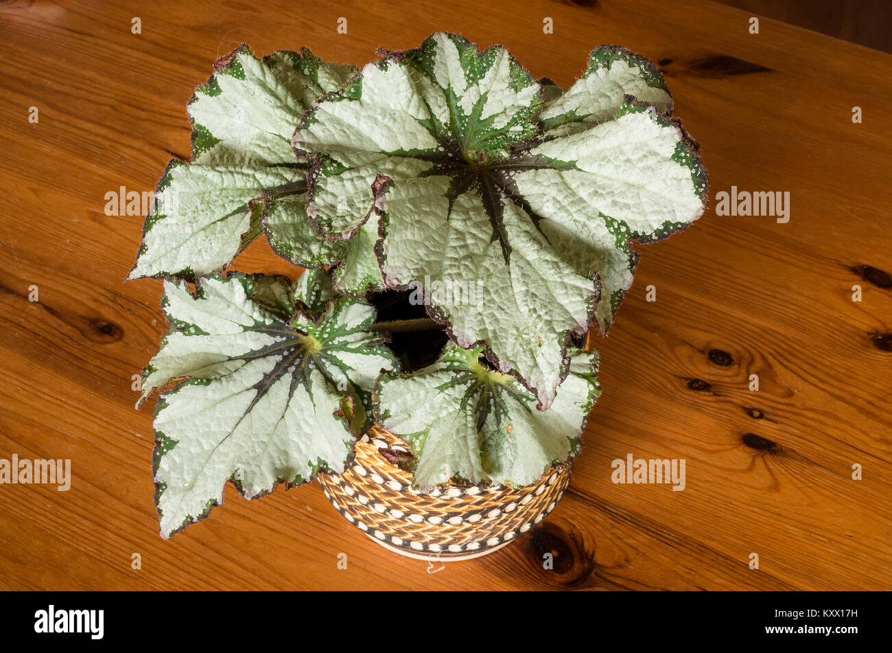Unique and decorative foliage characterises this begonia rex Green Gold, an RHS AGM plant in England UK Stock Photo