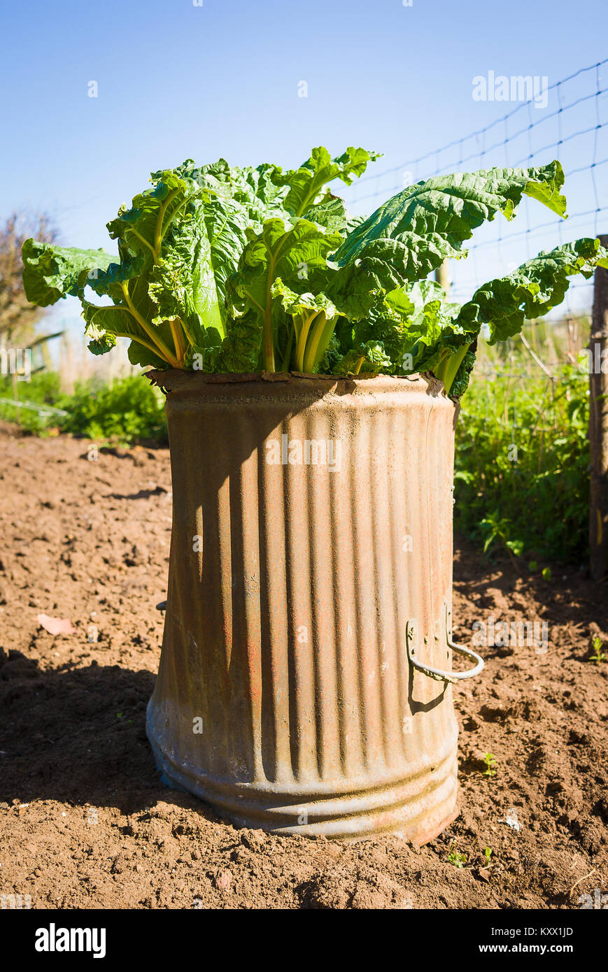 Forced rhubarb using an old metal dustbin to produce an earlier crop in UK Stock Photo
