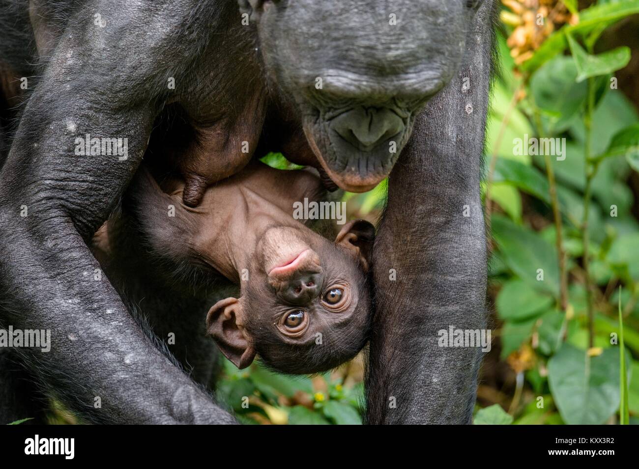 Mother and Cub of Bonobo in natural habitat. Close up Portrait. Green ...