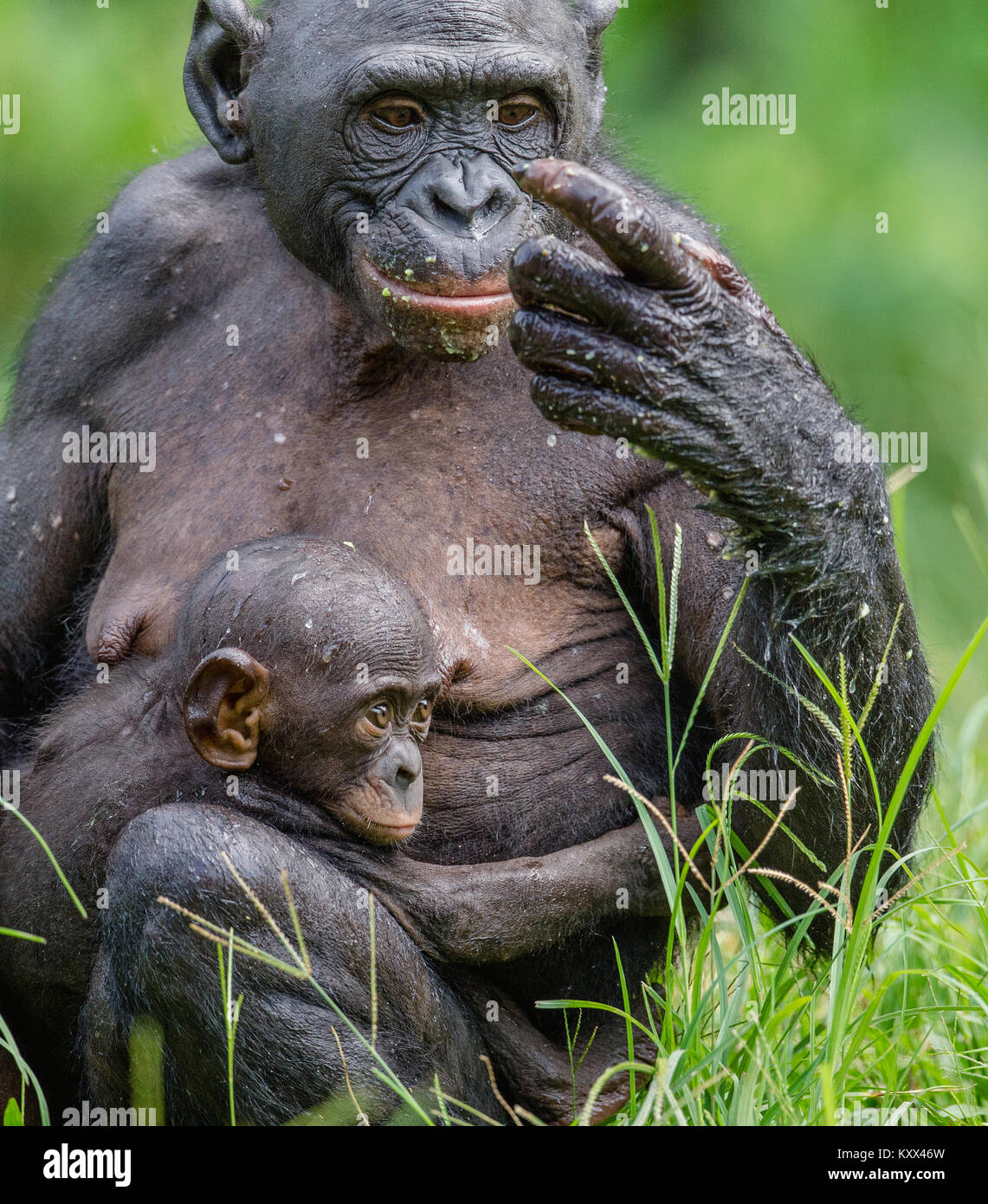Mother and Cub of Bonobo in natural habitat. Close up Portrait. Green ...