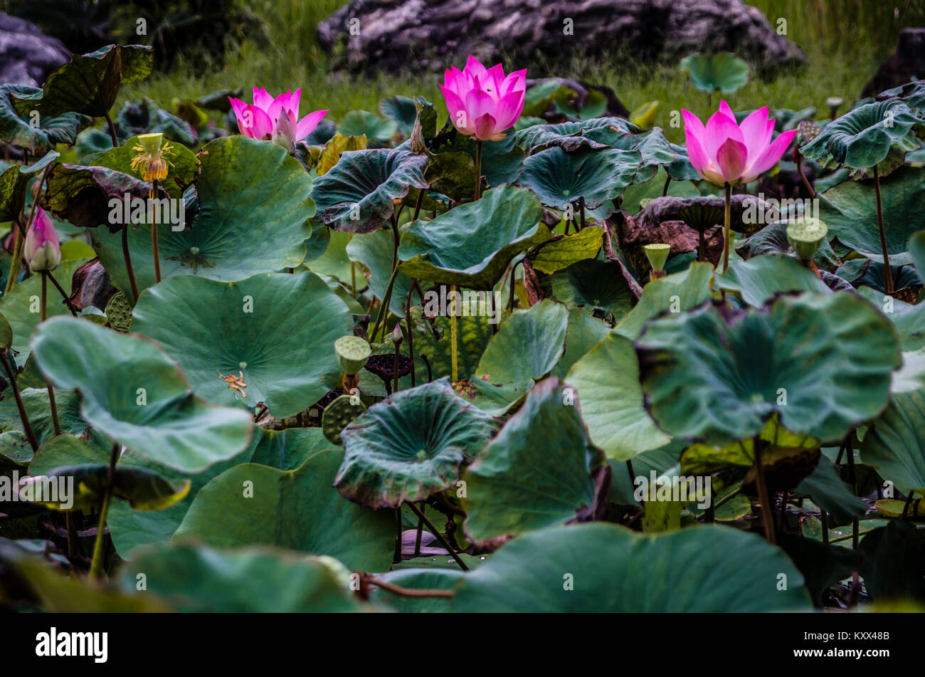 Beautiful lotus pond at Singapore Chinese Garden, a public park in Jurong East, Singapore. Designed by an architect from Taiwan. Stock Photo