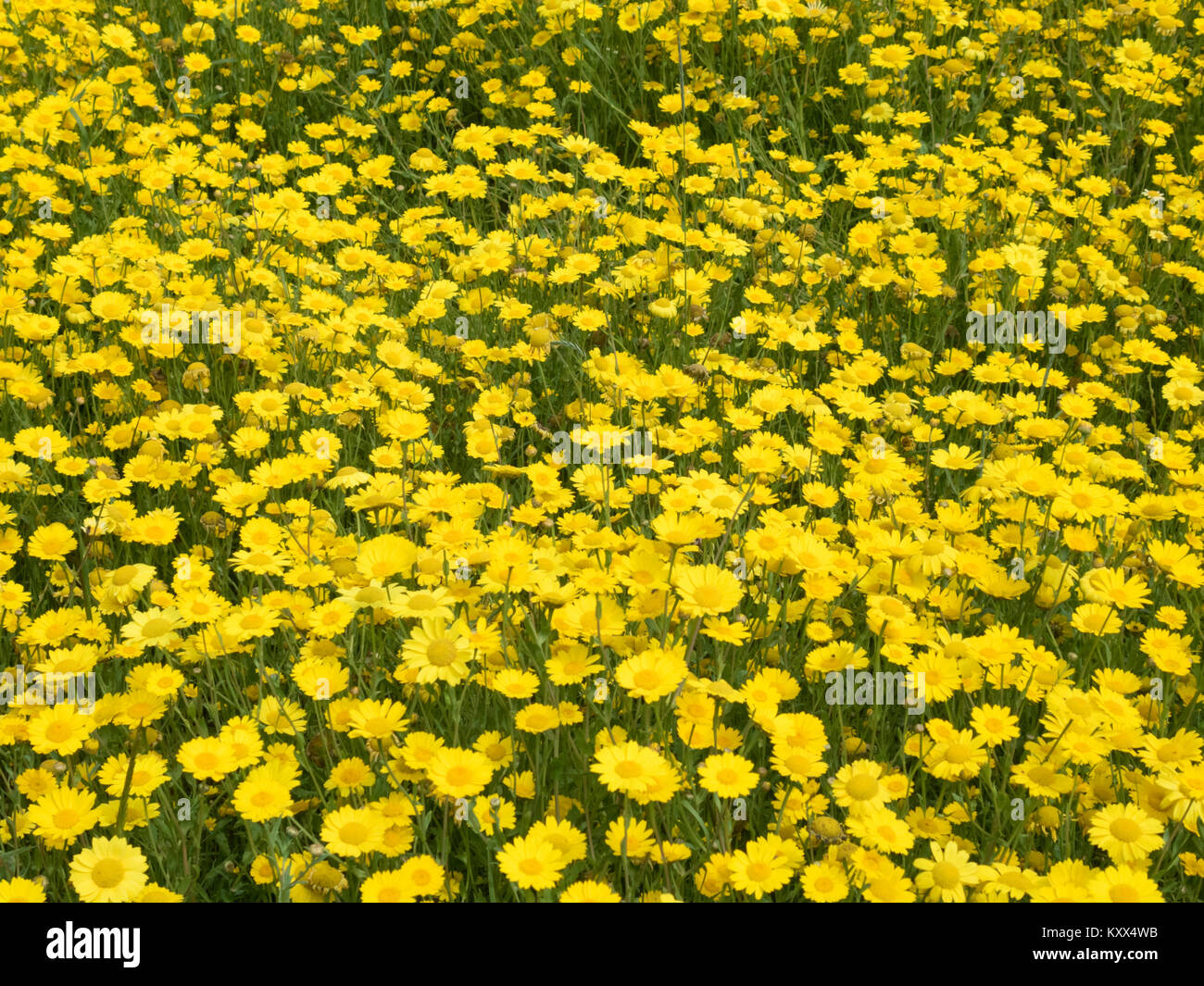 Corn Marigolds ( Glebionis segetum ) In Flower, UK in Summer Stock