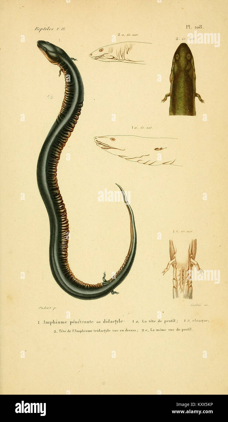 Multi Volume Works Examples Erpétologie générale, or Complete Natural History of Reptiles, is a ...