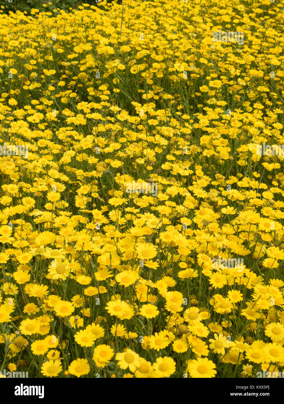 Corn Marigolds ( Glebionis segetum ) In Flower, UK in Summer Stock