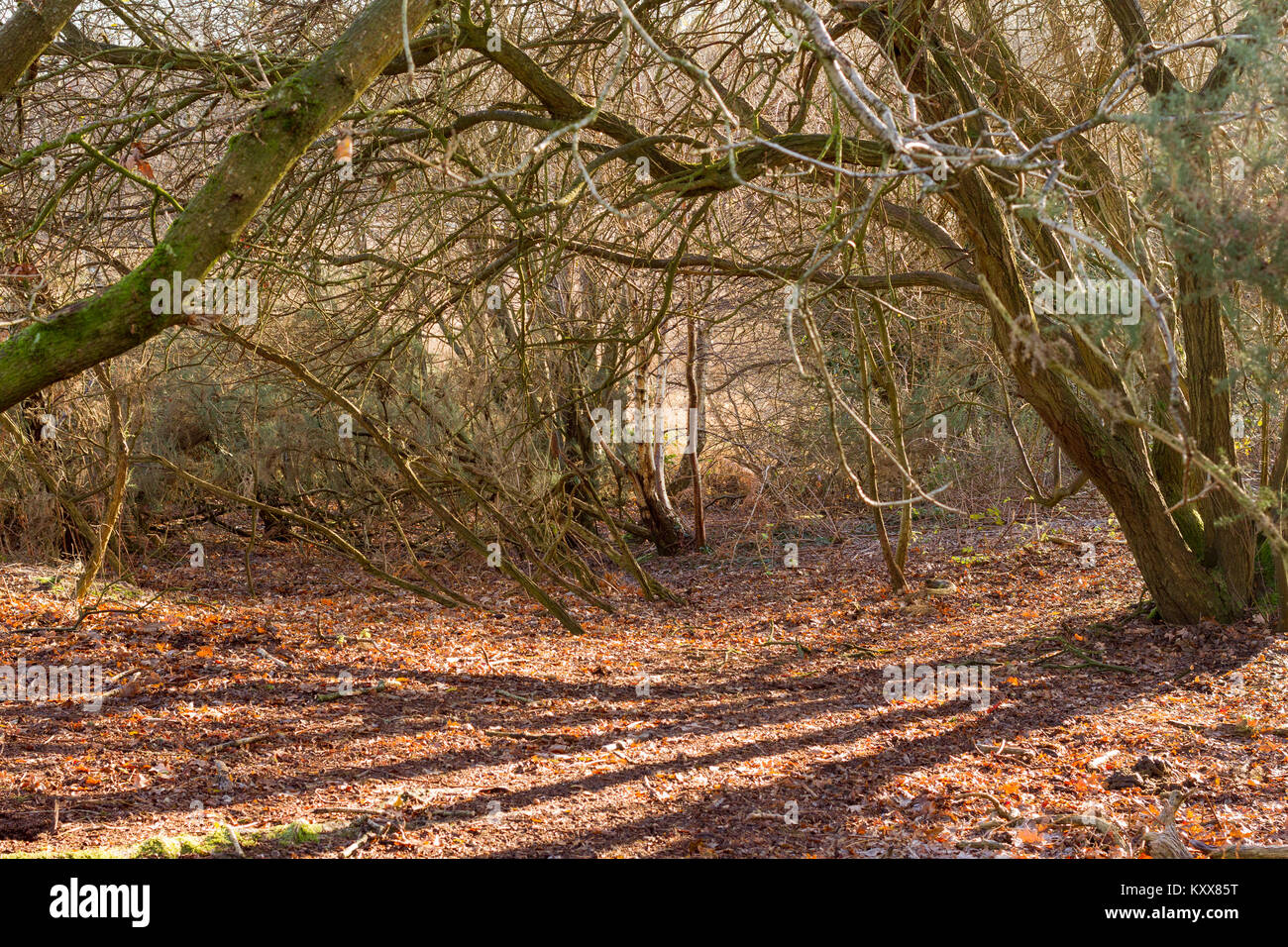 Woodland in autumn winter, Dorset, United Kingdom Stock Photo