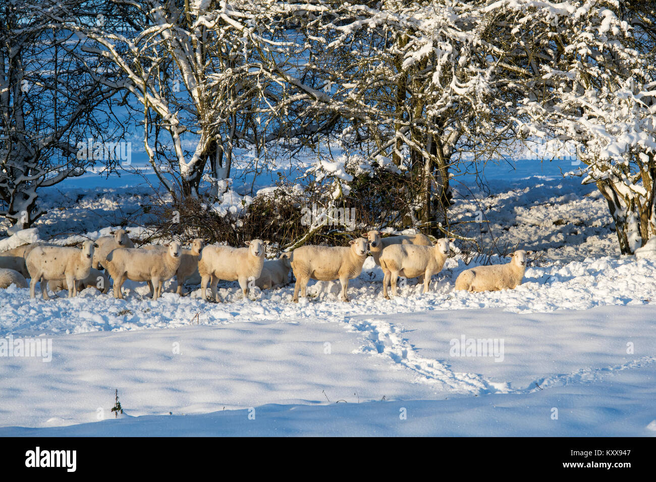 Sheep in the snow in December. Bourton on the Hill, Cotswolds, Gloucestershire, England Stock Photo