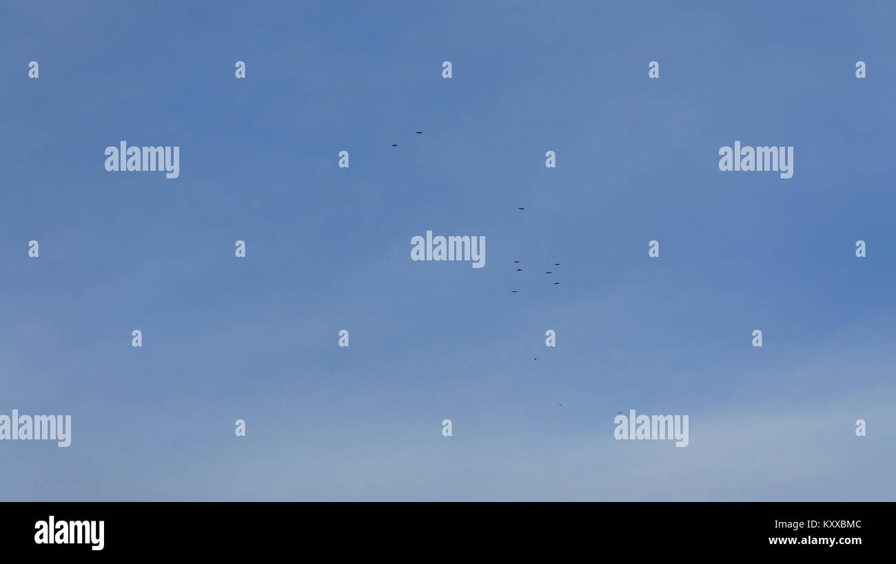Bird flying on sky, blue sky background Stock Photo - Alamy