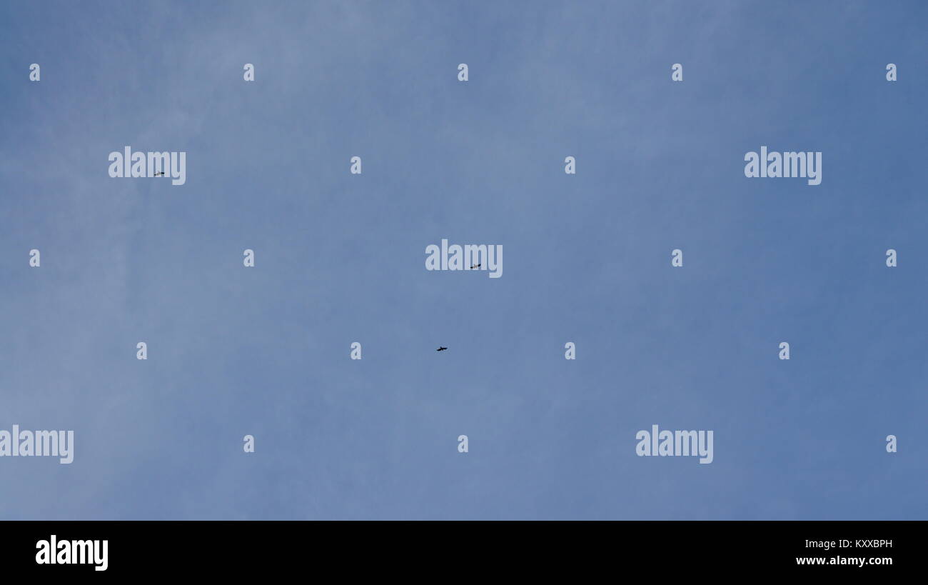 Bird flying on sky, blue sky background Stock Photo - Alamy