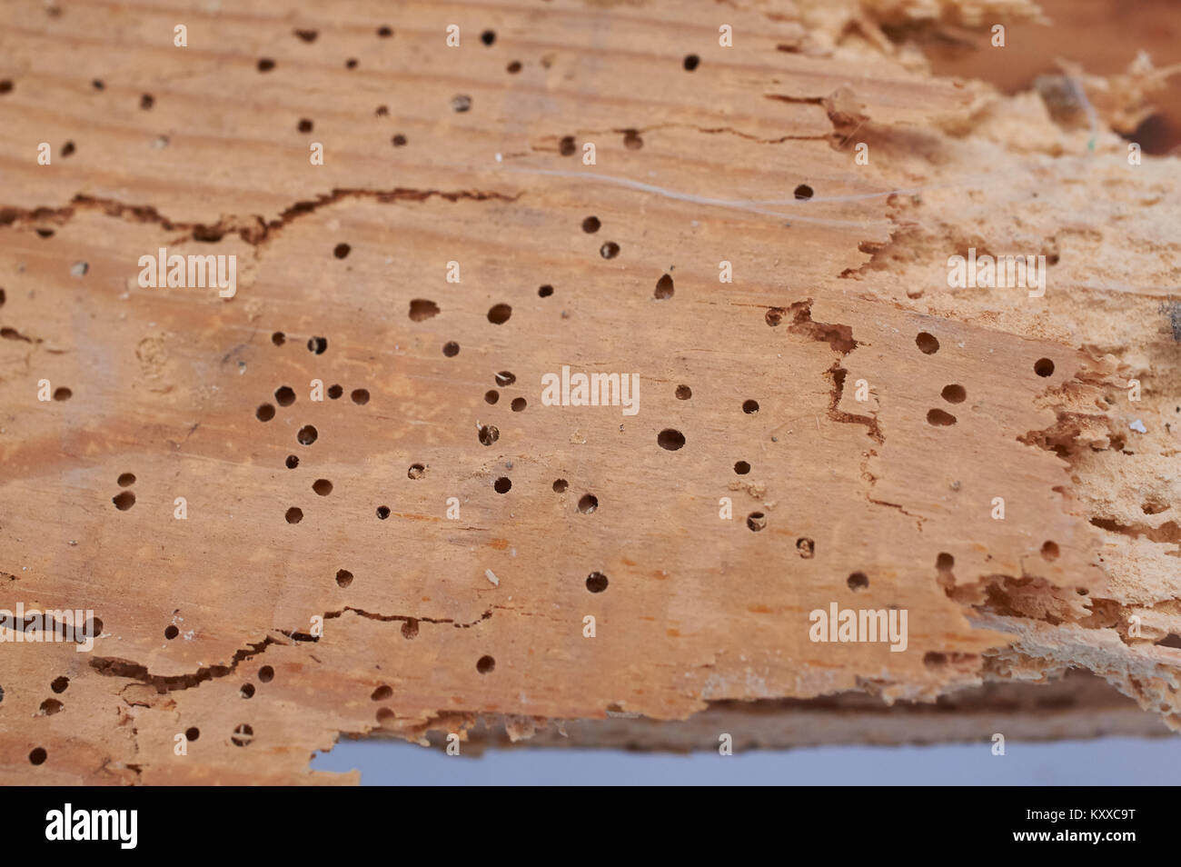 Woodworm plant hi-res stock photography and images - Alamy