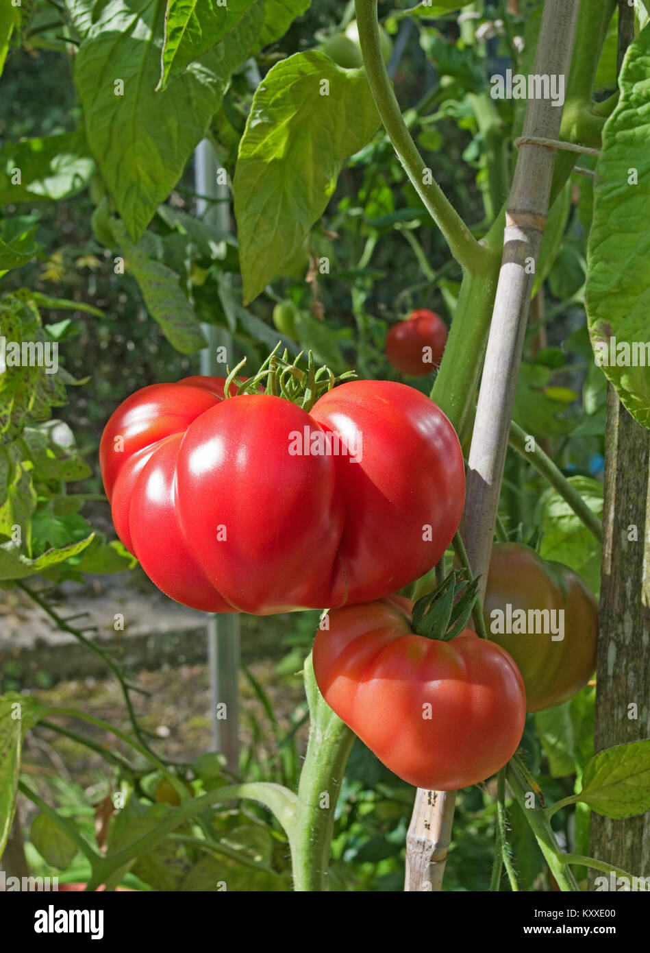 Very large beefsteak tomatoes variety "Brandy Boy" ripening on the vine