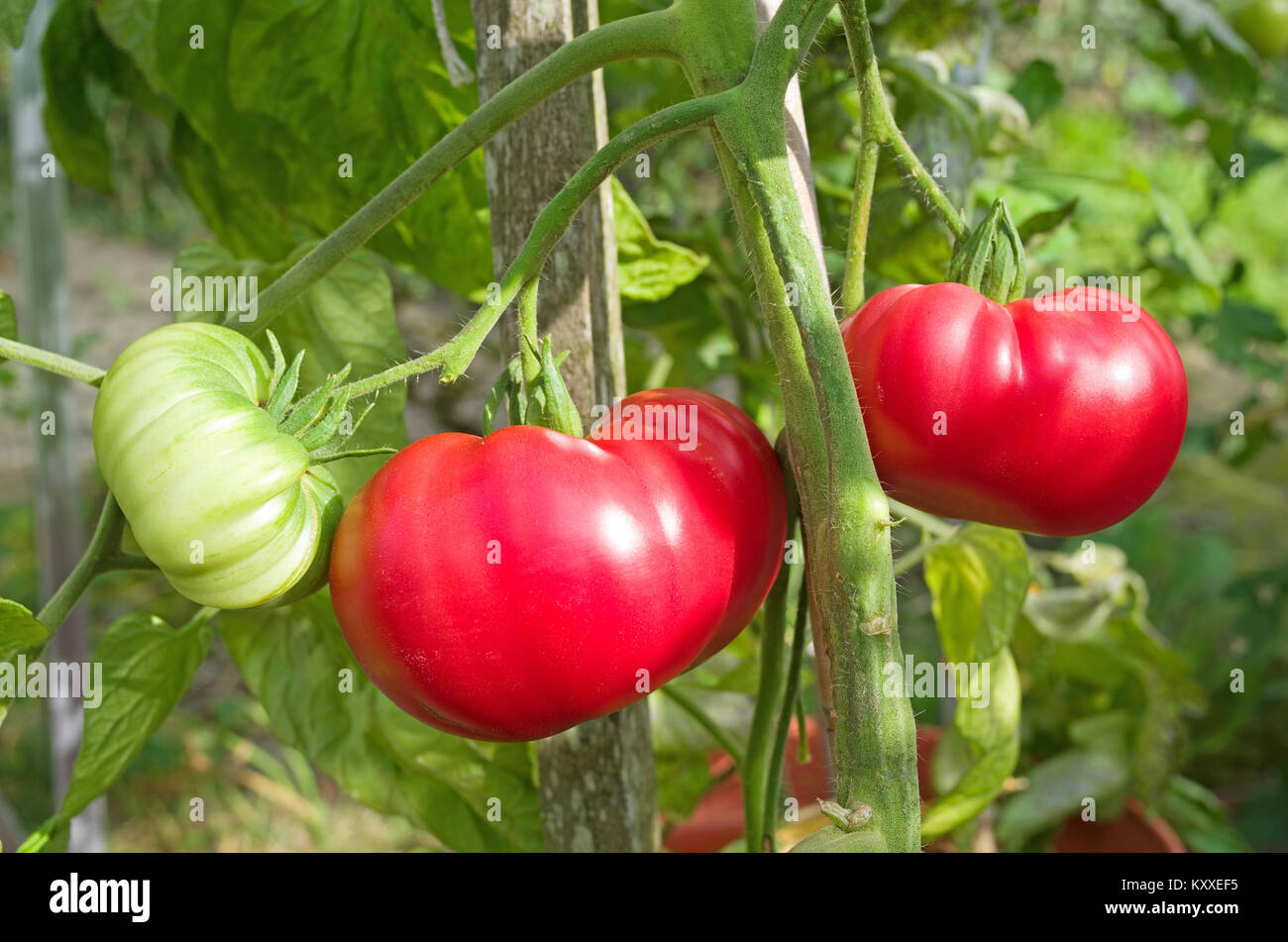Very large beefsteak tomatoes variety "Brandy Boy" ripening on the vine in domestic garden