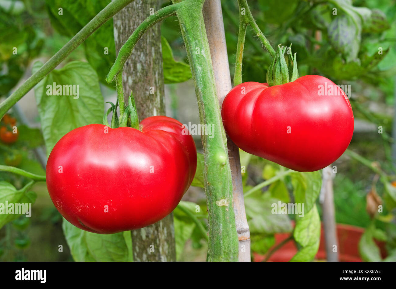 Very large beefsteak tomatoes variety "Brandy Boy" ripening on the vine in domestic garden