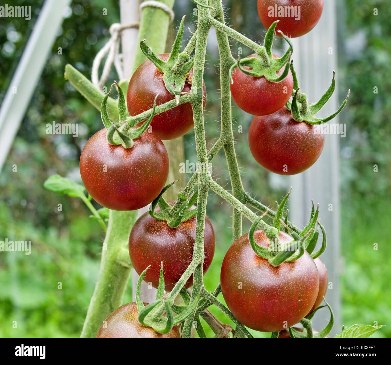 Truss of dark red heirloom tomato variety Cherokee ripening on the vine in domestic garden greenhouse, Cumbria England UK. Stock Photo