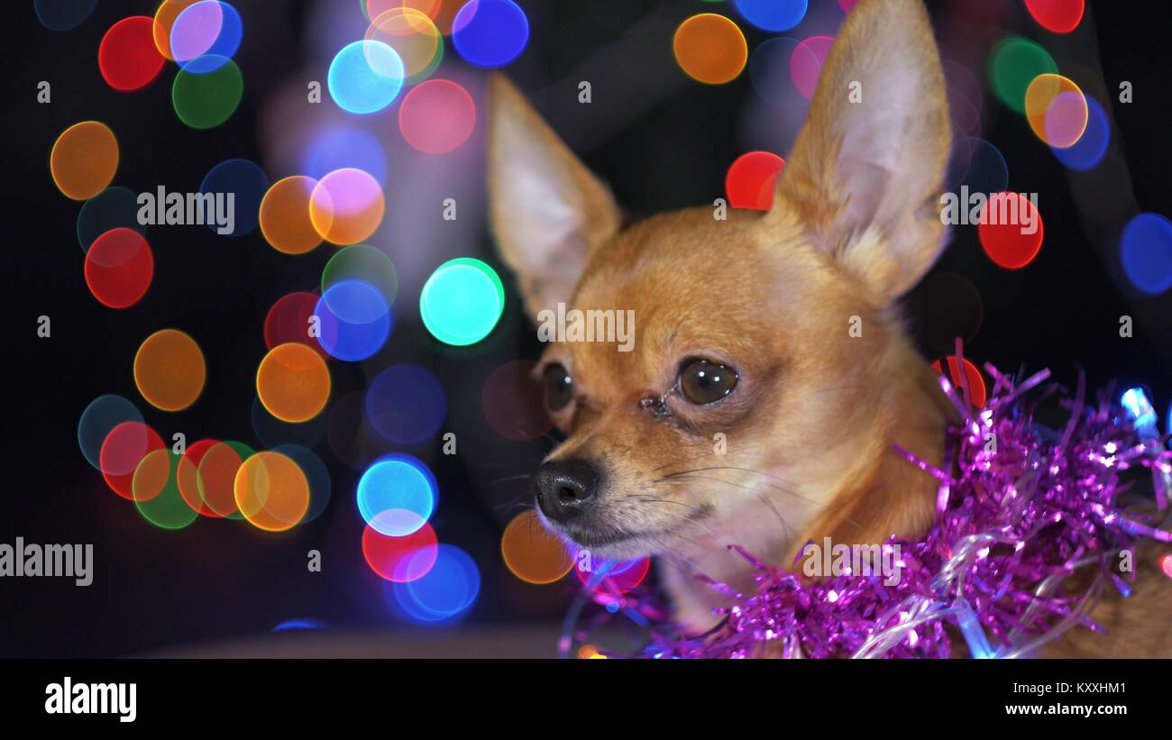 The Toy Terrier is a yellow New Year's dog. Funny dog lies on a pillow and looks around. Tinsel on her neck, around the garlands. Background of a fur- Stock Photo