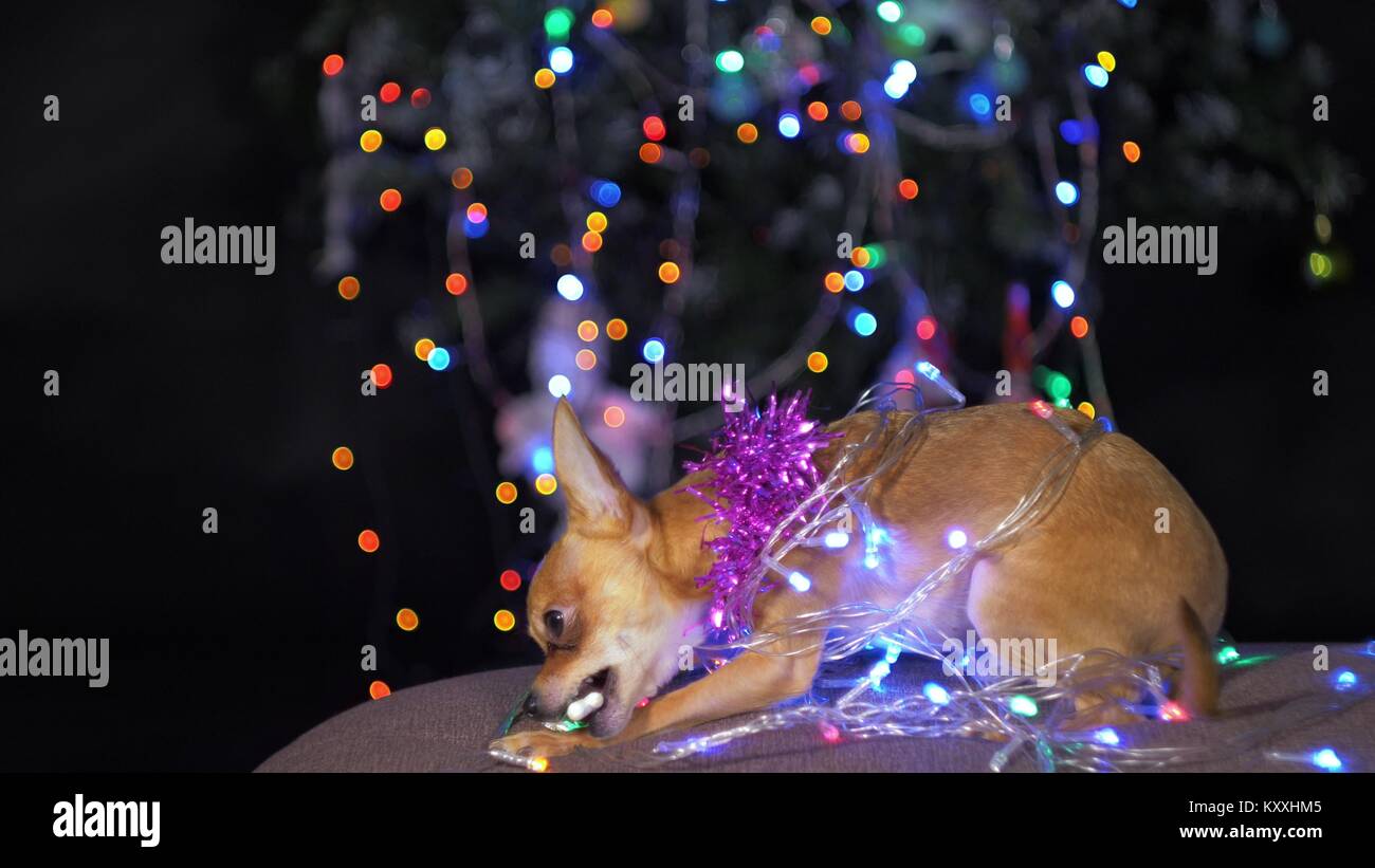 The Toy Terrier is a yellow New Year's dog. A funny dog eats a tasty bone with meat. Tinsel on her neck, around the garlands. A background of a fur-tr Stock Photo