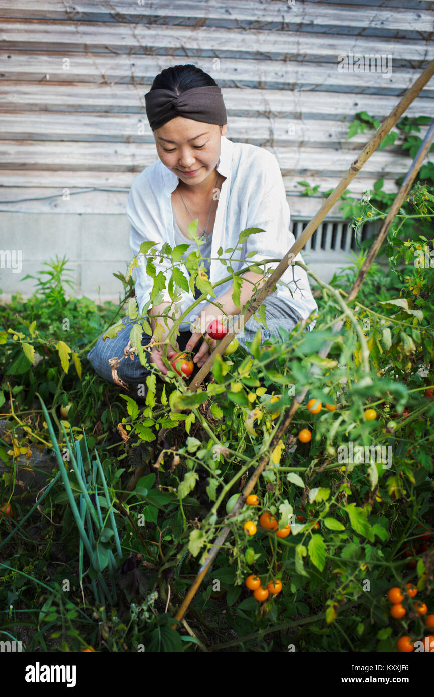 Smiling woman kneeling in garden, picking tomatoes Stock Photo - Alamy