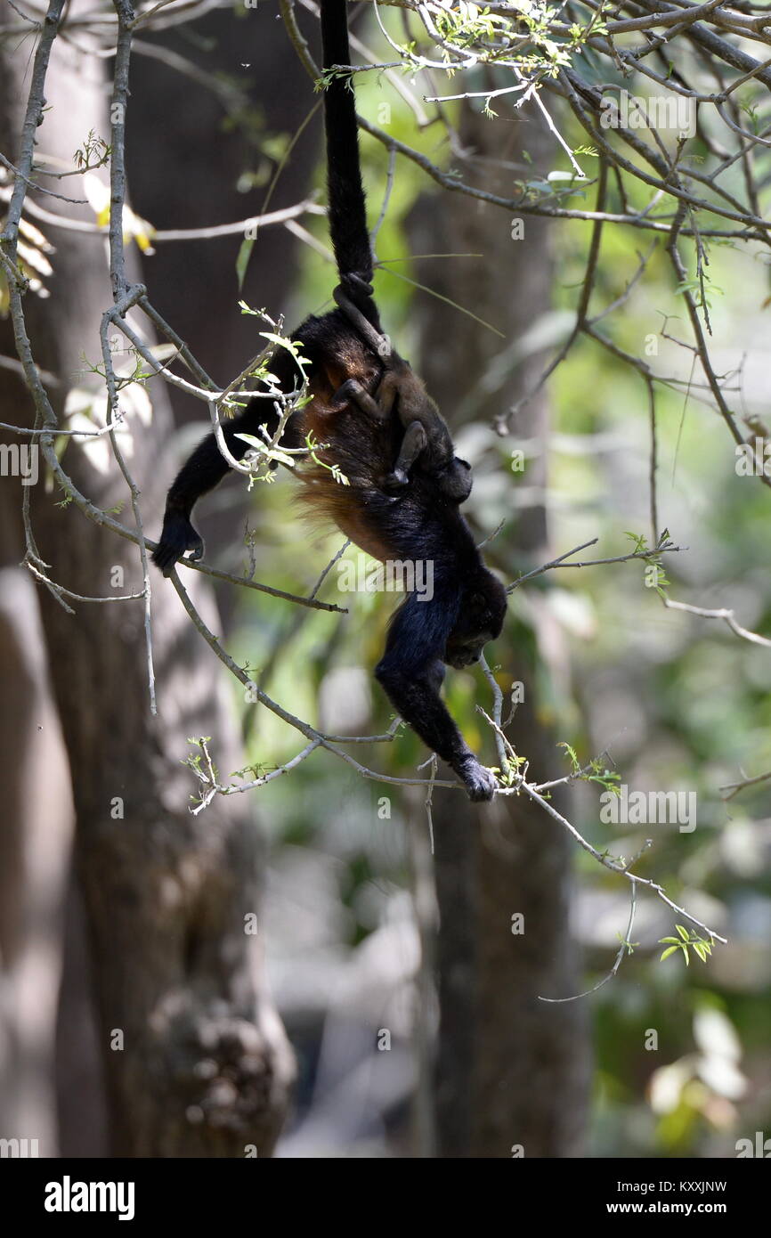 Howler monkeys lead a quiet life avoiding human contact in Costa Rica. The loud male may be heard at day break in a few places on the Nicoya Peninsula Stock Photo