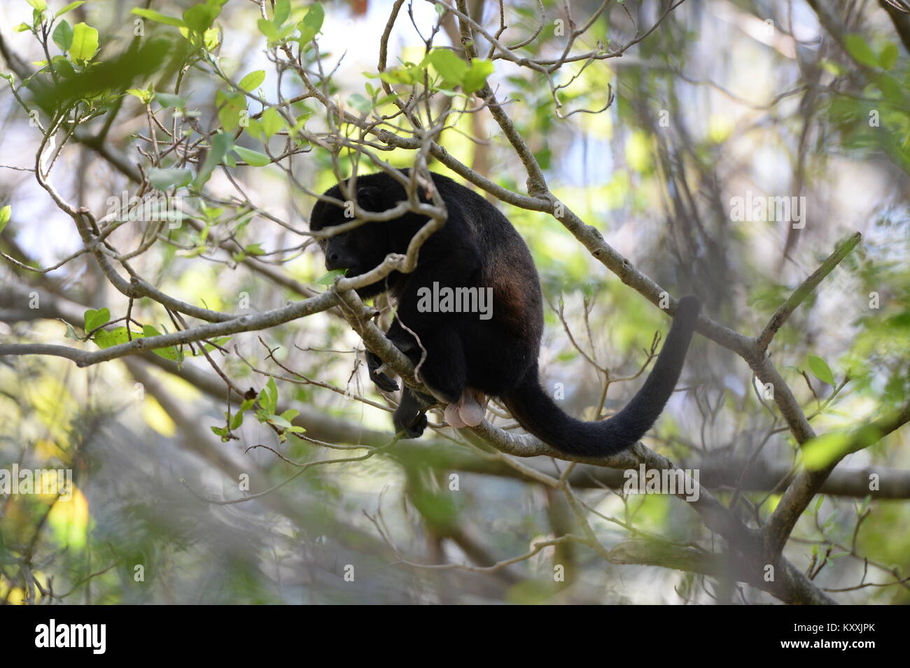 Howler monkeys lead a quiet life avoiding human contact in Costa Rica. The loud male may be heard at day break in a few places on the Nicoya Peninsula Stock Photo