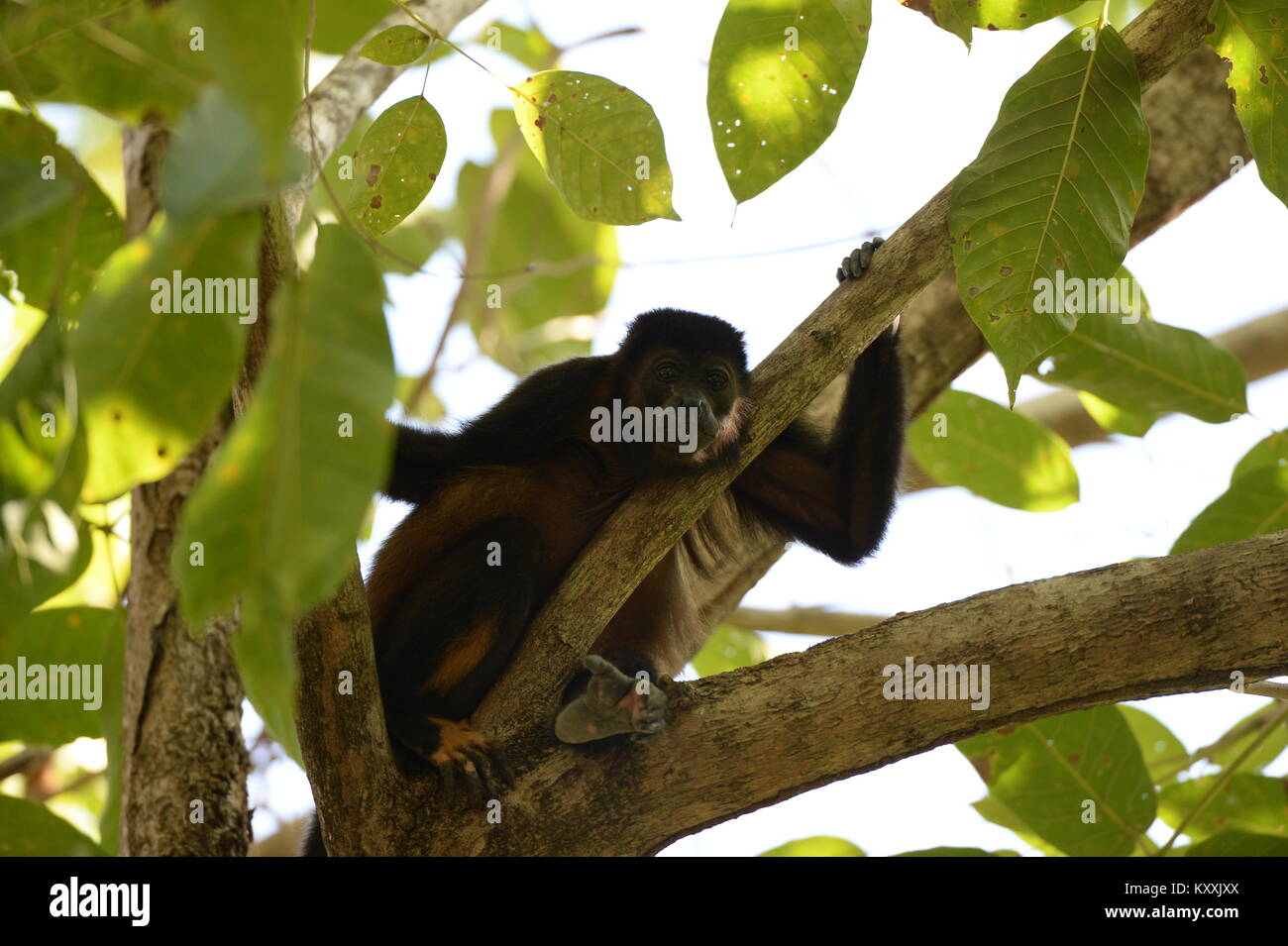 Howler monkeys lead a quiet life avoiding human contact in Costa Rica. The loud male may be heard at day break in a few places on the Nicoya Peninsula Stock Photo