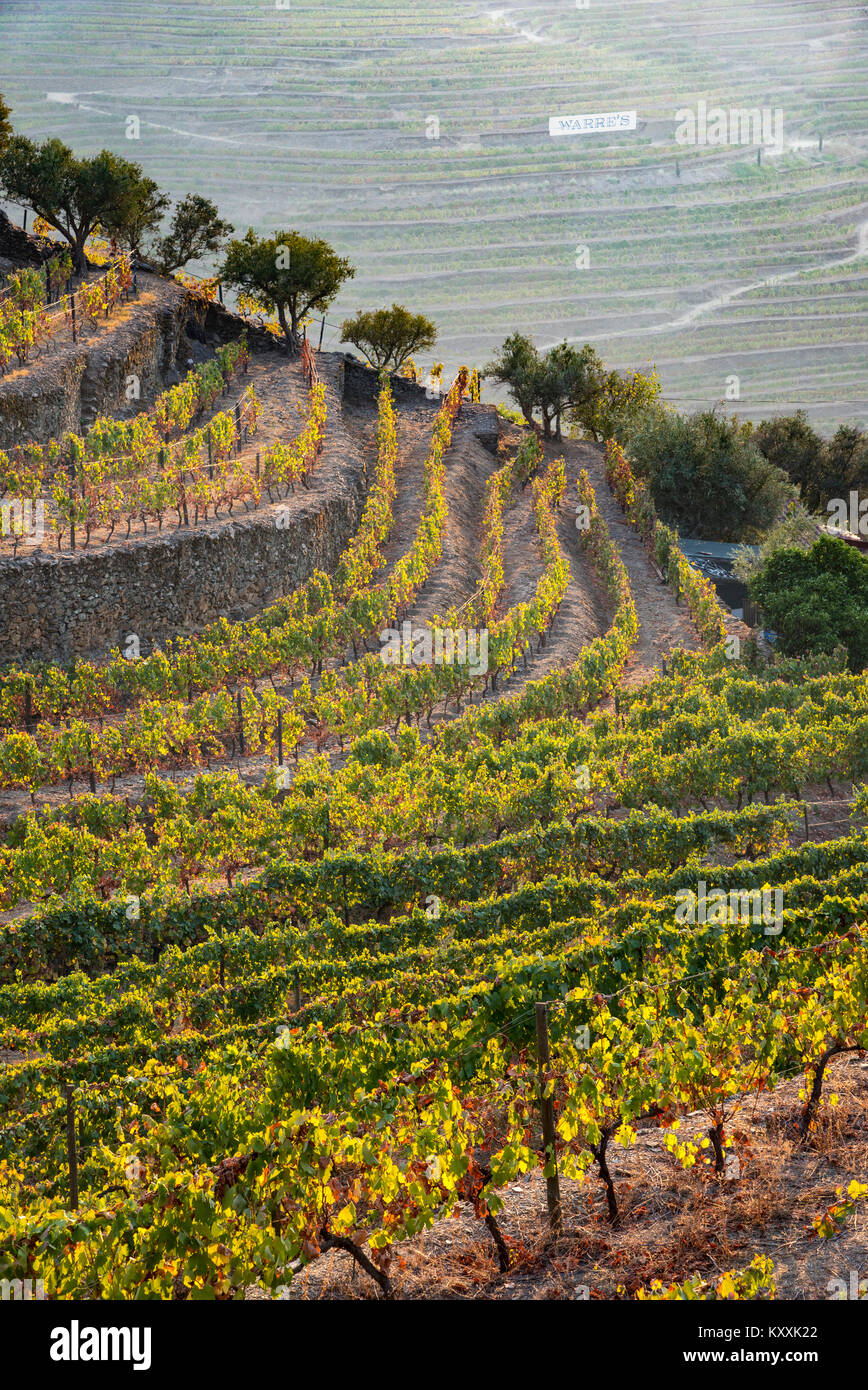 Vinyards on the slopes above the River Douro at Casais Do Douro, near Pinhao. In the Alto Douro wine region, Northern Portugal Stock Photo