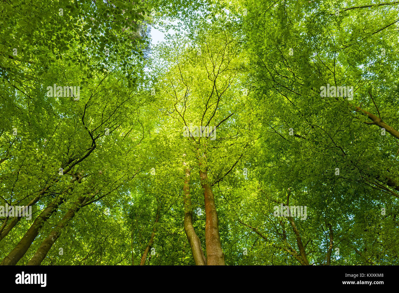 Along the Mortimer Trail long distance footpath in Herefordshire, UK, in early summer. New beech leaves on the trees along the path Stock Photo