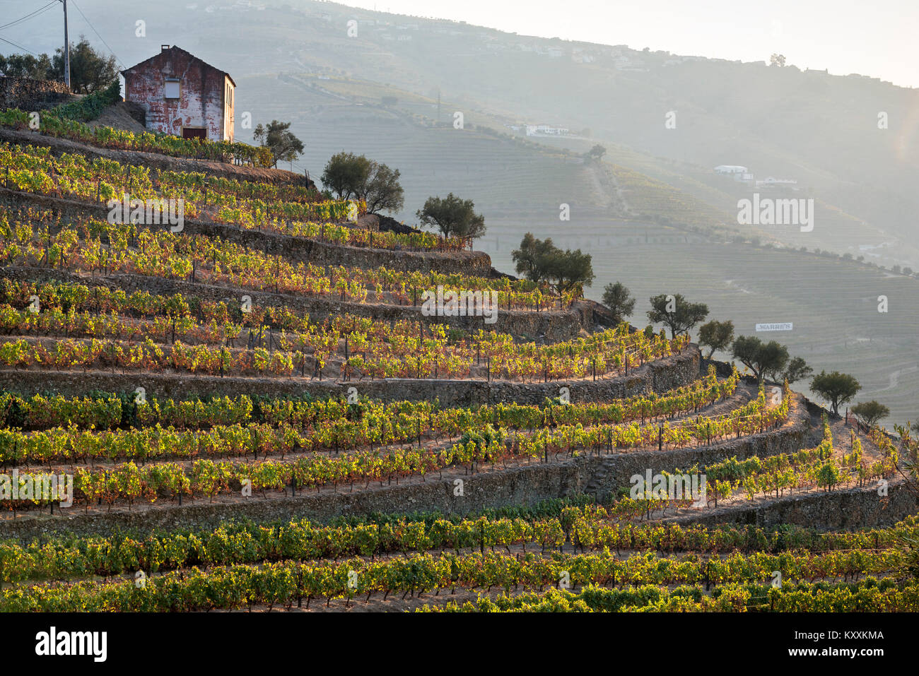 Vinyards on the slopes above the River Douro at Casais Do Douro, near Pinhao. In the Alto Douro wine region, Northern Portugal Stock Photo