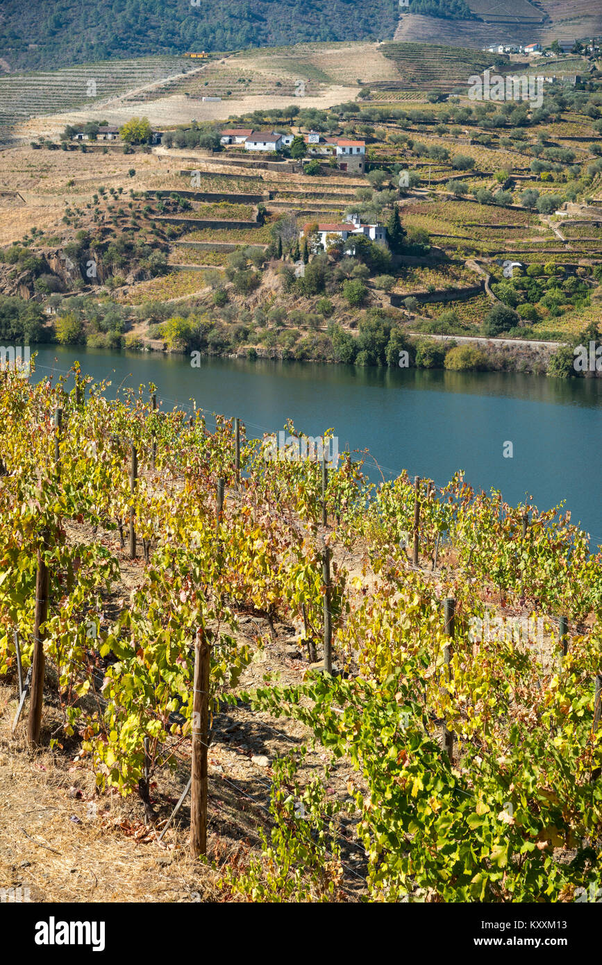 Vinyards on the slopes above the River Douro between Casais Do Douro and Pinhao. In the Alto Douro wine region, Northern Portugal Stock Photo