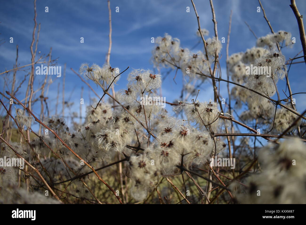 Wild Clematis vitalba (Old Man's Beard) seeds set against a wispy clouded blue winter sky and the twigs of a wild hedgerow. Stock Photo