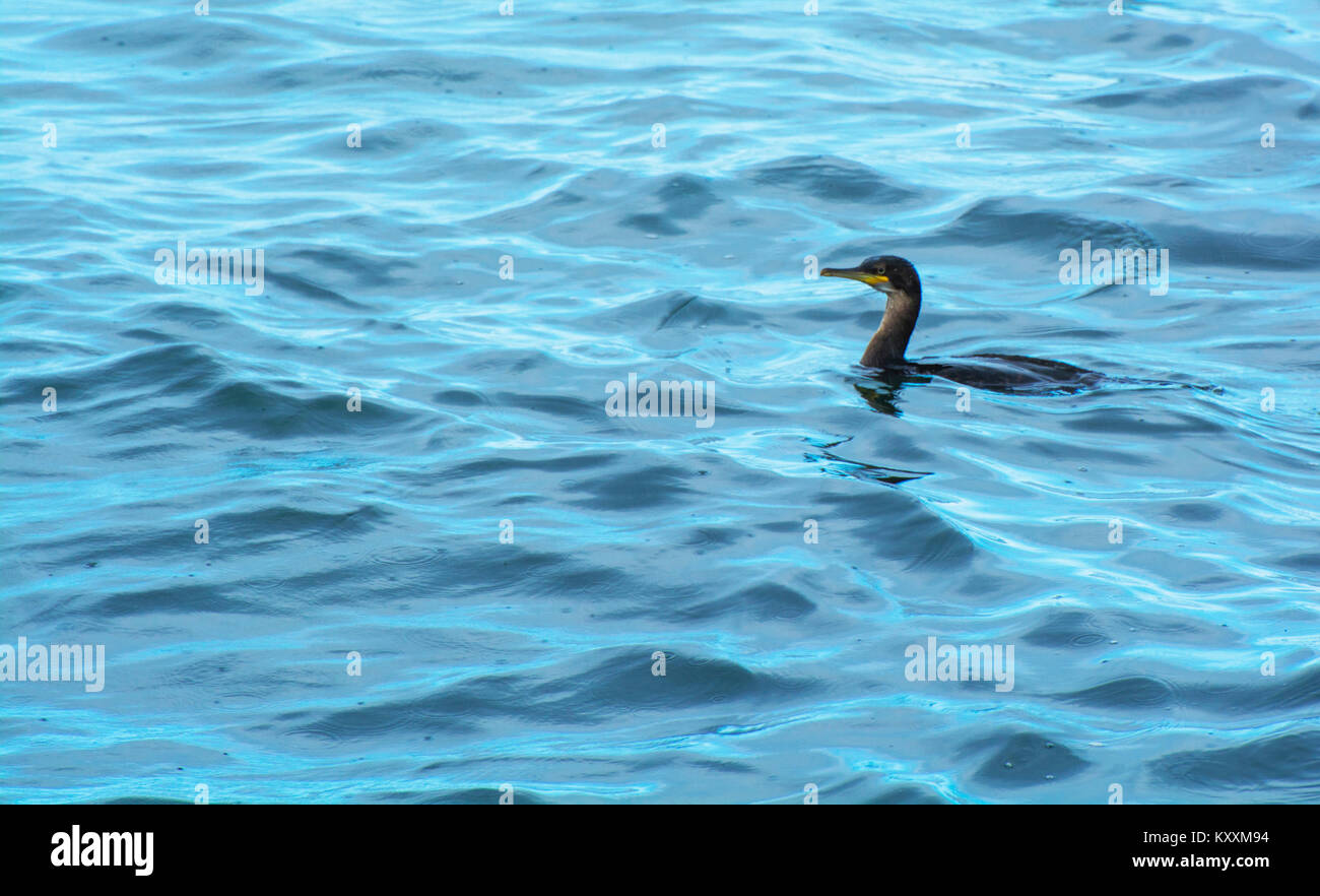 Seabird Swiming off Portrush Stock Photo