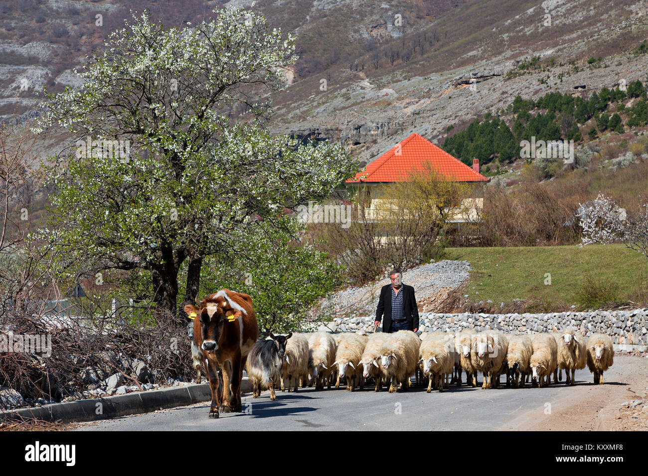 Herd of sheep on the road in Albania. Stock Photo