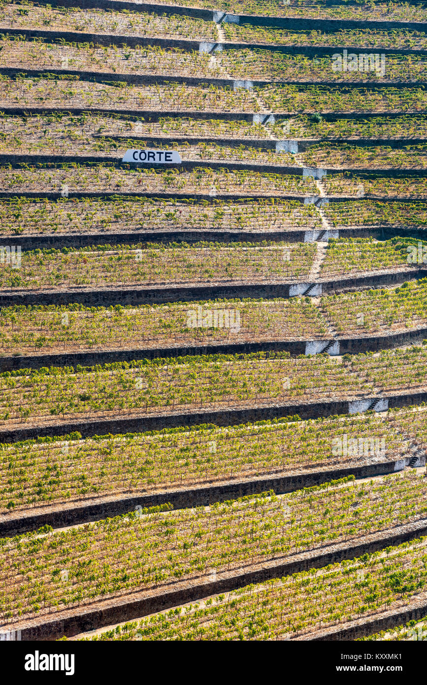 Vines growing on terraces above the River Torto below Casais Do Douro, In the Alto Douro wine region, Northern Portugal Stock Photo