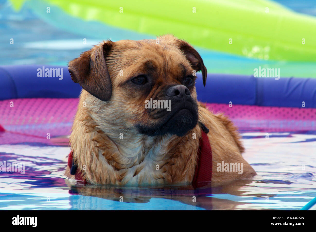 Puggle in a small swimming pool Stock Photo - Alamy
